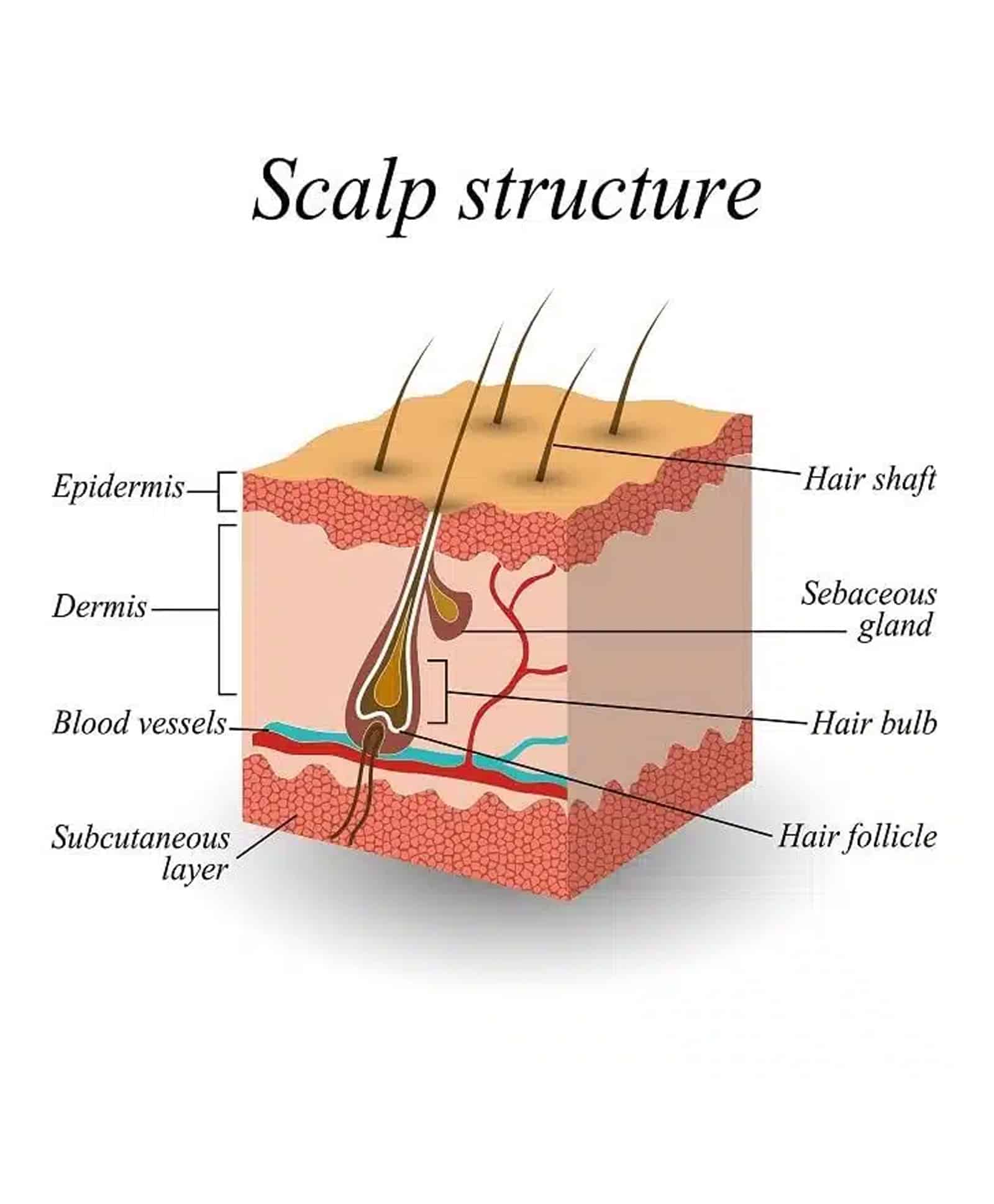 hair growth patterns